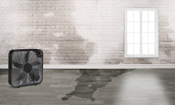 Best Water damage restoration near me  in Dunnigan, CA